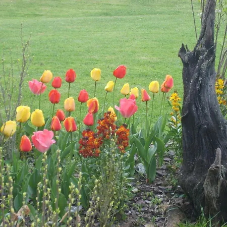 Bentazar Landsted Elosu